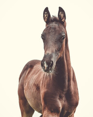 Wall Mural - Black curious foal with beige background 