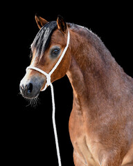 Wall Mural - Roan Welsh A pony in showhalter with black background