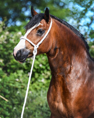 Wall Mural - Gorgeous Welsh Cob mare with big neck and showhalter with nature in background