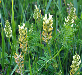 Poster - In nature, astragalus cicer grows among herbs