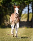 Fototapeta Konie - Little Welsh A foal with big markings galloping through meadow