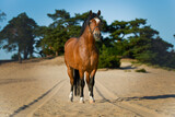 Fototapeta Konie - Welsh Cob pony in the dunes between car tracks in the sand