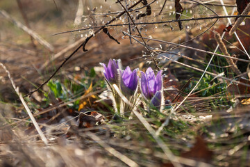 Wall Mural - Spring flowers Pulsatilla Grandis on a meadow. Purple flowers on a meadow with a beautiful bokeh and setting the sun in backlight.