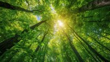 Fototapeta  - A breathtaking nature shot capturing the lush green foliage of a woodland canopy as it greets the morning sun in the sky