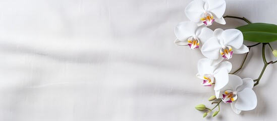 Poster - A branch of pristine white orchids is elegantly displayed on a clean white background. The delicate flowers stand out against the simple backdrop, creating a striking visual contrast.