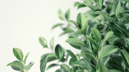 Wall Mural - an aesthetic green plant with a close-up focus against a pristine white background, rendered in photorealistic detail for an ultra-realistic depiction.