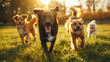 Happy dogs running in the sunlight