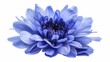 A close-up image of a blue chrysanthemum flower is presented against a white isolated background, with a clipping path included. It showcases the beauty of nature in detail