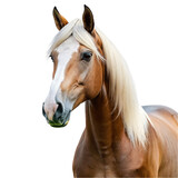 Fototapeta  - Wild mustang horse isolated on Transparent background.