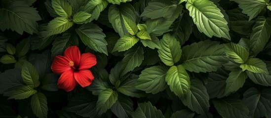 Wall Mural - Vibrant red flower surrounded by fresh green leaves in a natural setting
