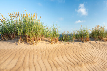 Wall Mural - dune beach with beachgrass in summer