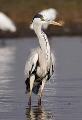 Poster - Grey heron standing in shallow lake water.