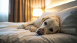 Cachorro labrador fofo deitado na cama de  um hotel  - Papel de parede