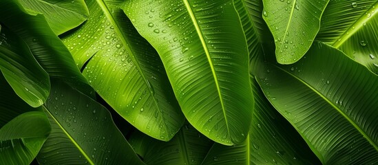 Wall Mural - Fresh green leaves with water droplets in a natural environment
