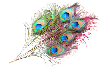 Wall Mural - Energetic Peacock Plumage Embraces Holi Vivid Palette Isolated on Transparent Background PNG.