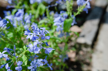 Wall Mural - Blue flower blooming in garden