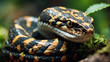 close up snake