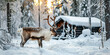 Reindeer in the winter forest in Finnish