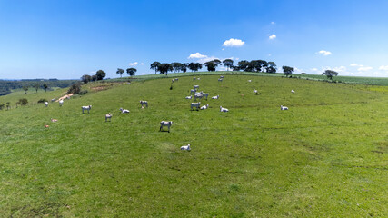 Nelore cattle in a green pasture on a farm in São Paulo, SP.