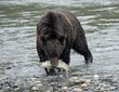      a solitary brown bear emerging from the river  with a freshly caught  chum salmon in his mouth in the wilderness of mainland british columbia, near campbell river on vancouver island   