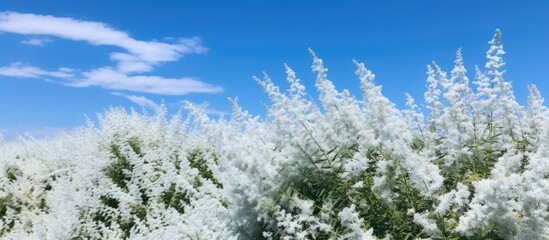 Wall Mural - A group of trees stand tall in a winter forest, their branches heavy with snow. The white blanket of snow covers the trees from top to bottom, creating a serene winter scene.