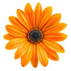 orange Daisy isolated on transparent background generative ai