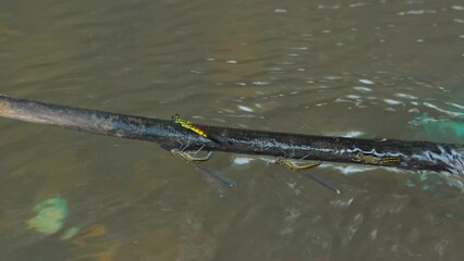 Wall Mural - yellow stone damselfly libellago lineata courtship ritual on a wood stick over river stream, natural bokeh background