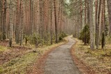 Fototapeta Desenie - Forest walking route