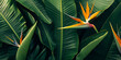 Tropical Bird of Paradise green leaves background, horizontal Top down view. close - up shot