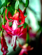 Blooming Christmas cactus in a pot on the windowsill, macro