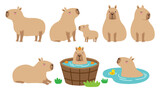 Fototapeta  - Cute capybara in various poses vector illustration set. Capybara in onsen water. Mom and baby capybara.
