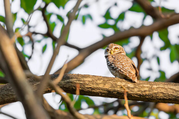 spotted owlet on the tree
