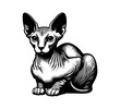 Sphynx cat hand drawn vector illustration hairless animal
