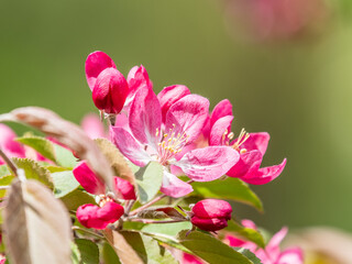 Fresh pink flowers of a blossoming apple tree with blured background