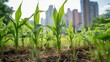 Close-up of Green Young corn plants growing in a communal garden against the background of the City on a sunny day. Harvest, Agriculture City Farmer concepts.