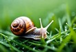 Macro shot of a snail on the grass after the rain. Generative AI