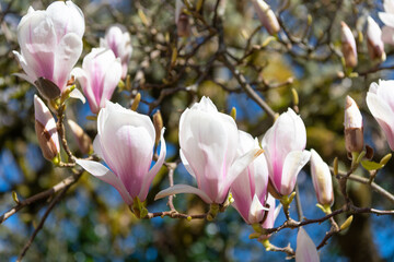 Wall Mural - Spring nature. Magnolia tree with blooming flower. Blooming magnolia. Magnolia blossom and flower. Beautiful spring season. Pink magnolia flower against a blue sky. Vibrant colors