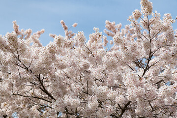 Wall Mural - spring sakura blooming on branch. image of blooming sakura bloom. blooming sakura flower.