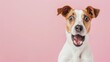cute jack russel terrier dog with a funny shocked expression isolated on studio background