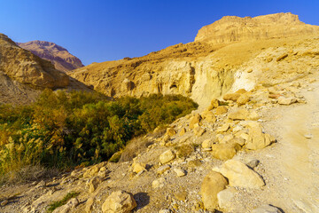 Wall Mural - Desert Bokek valley, Dead Sea coast