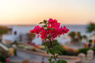 Wall Mural - Blooming bougainvillea branch. In the background is a blurred hotel area on the shores of the Red Sea.