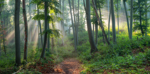 Wall Mural - Panorama of Natural Beech Forest with Sunbeams through Morning Fog