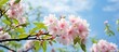 © Ilgun - Majestic Blossoming Tree in Full Bloom with Vibrant Pink Flowers Against Blue Sky