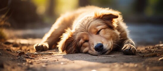 Poster - Peaceful Dog Resting Serenely with Head on Ground in Tranquil Nap