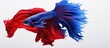 Vibrant Siam Fish in Stunning Red and Blue Colors Swimming Gracefully