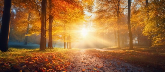 Wall Mural - Serene Forest Path Bathed in Golden Sunlight - Peaceful Nature Trail with Trees and Bright Sun Rays