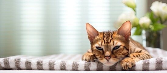 Poster - Serene Cat Lounging Comfortably on Cozy Blanket in a Peaceful Home Setting