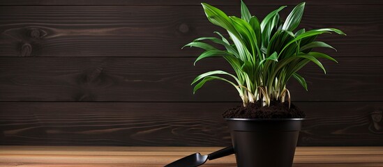 Canvas Print - Serene Greenery: A Potted Plant Bringing Nature's Calmness to a Contemporary Interior Setting