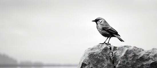 Sticker - Serene Bird Perched on a Rock Amid Tranquil Waters, Nature Harmony Scene