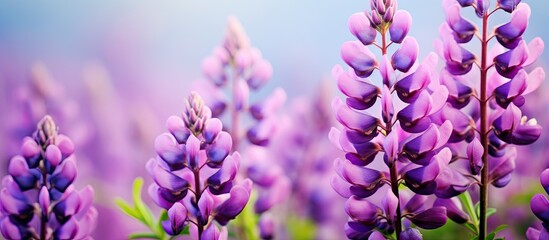 Wall Mural - Vibrant Purple Flowers Blooming under Warm Sunlight in a Botanical Garden